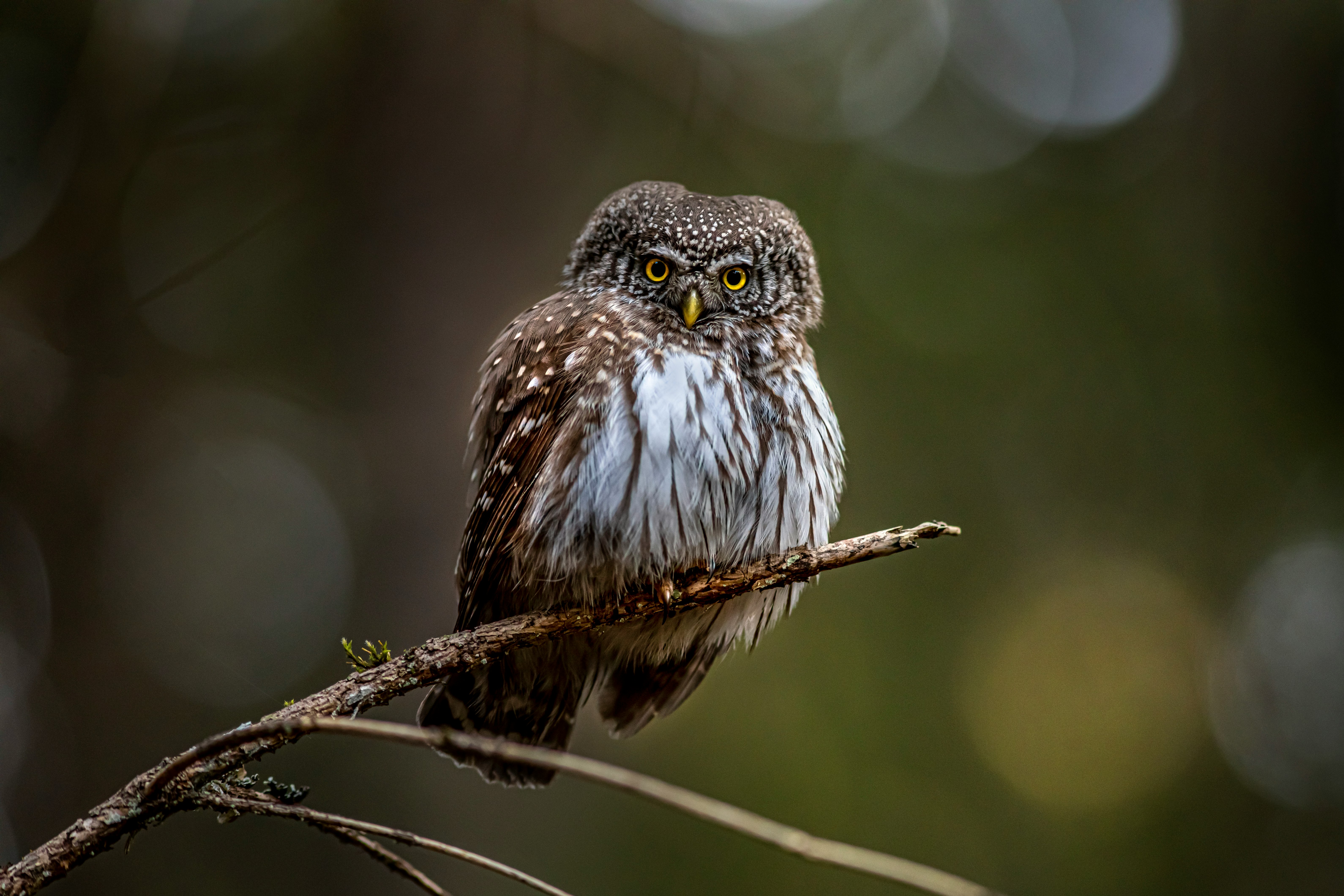 white and brown owl on brown tree branch